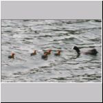 Fulica atra - Blaesshuhn 05.jpg